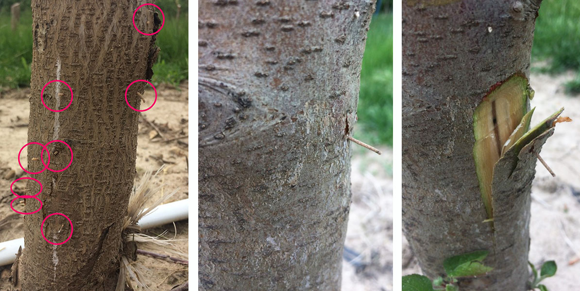 Black stem borer damage composite